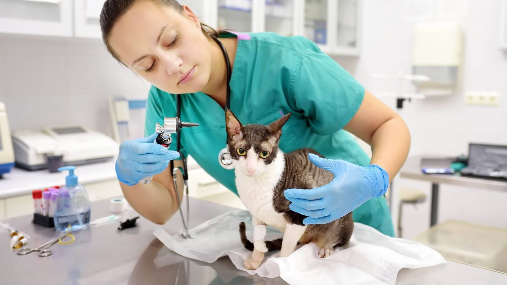 Veterinarian Treats Cat With Otoscope