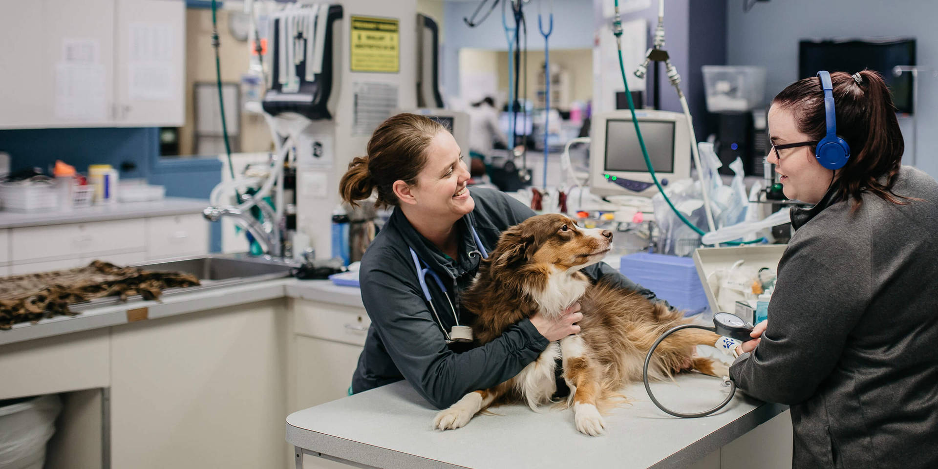 Veterinarians Treating Australian Shepherd Background