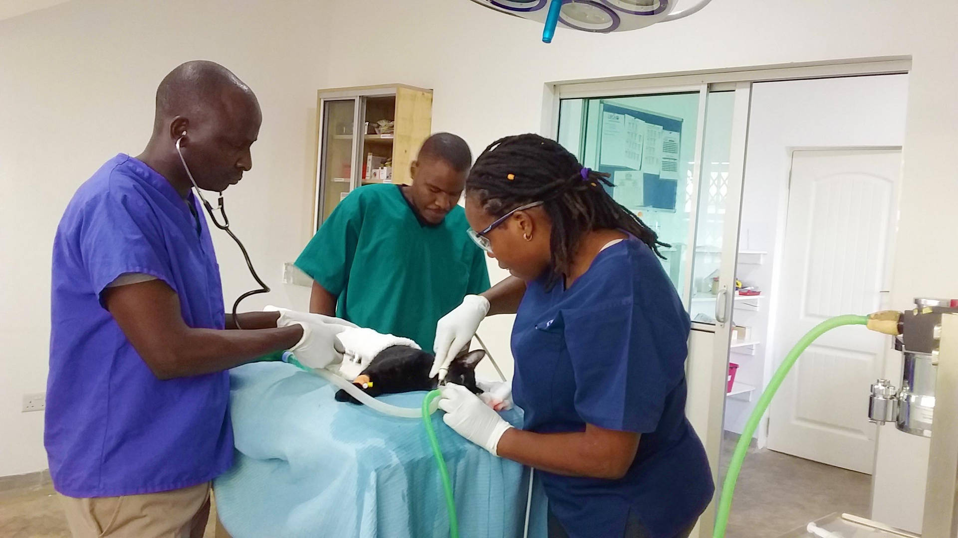 Veterinarians Treating Black Cat