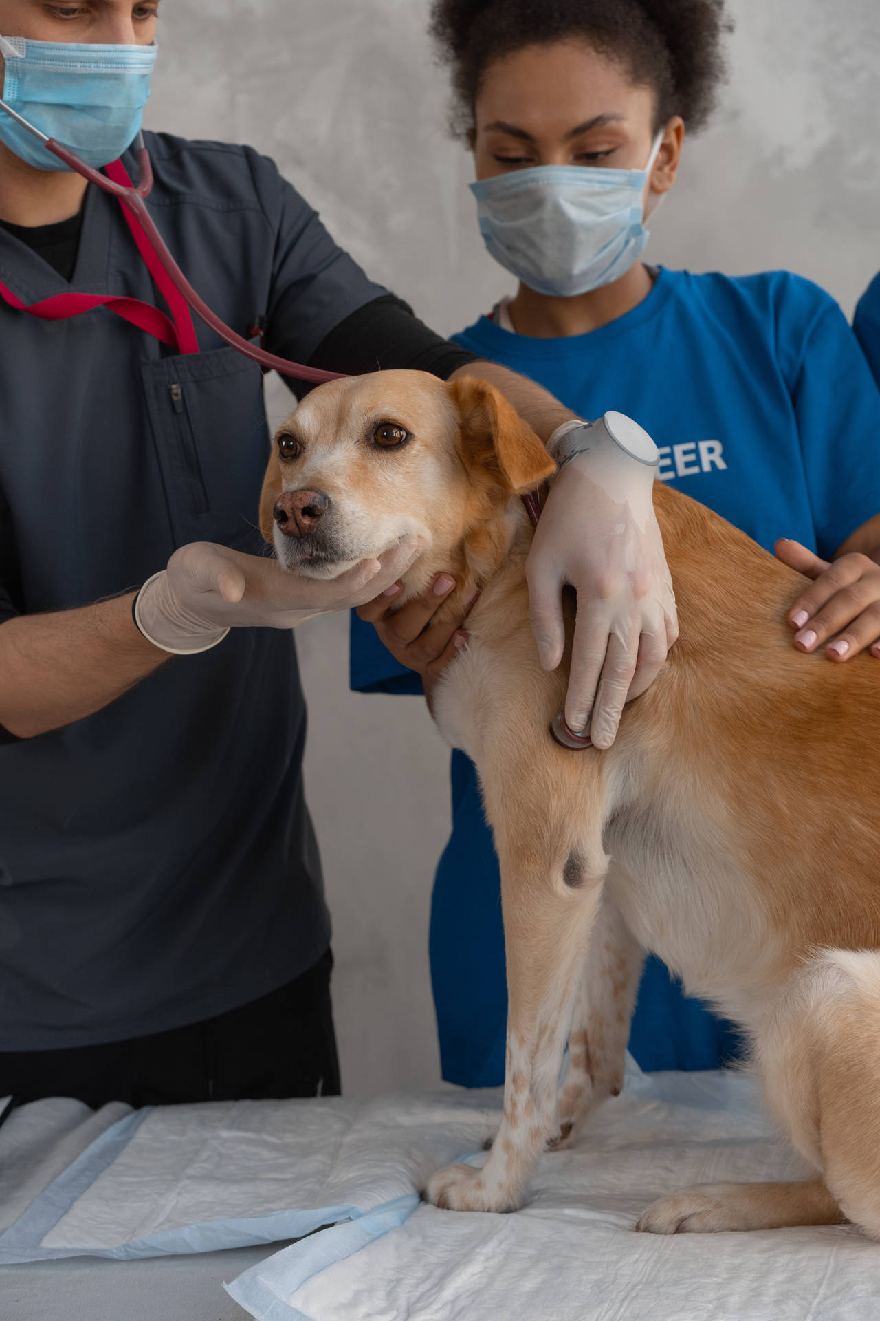 Veterinarians Treating Brown Dog Background