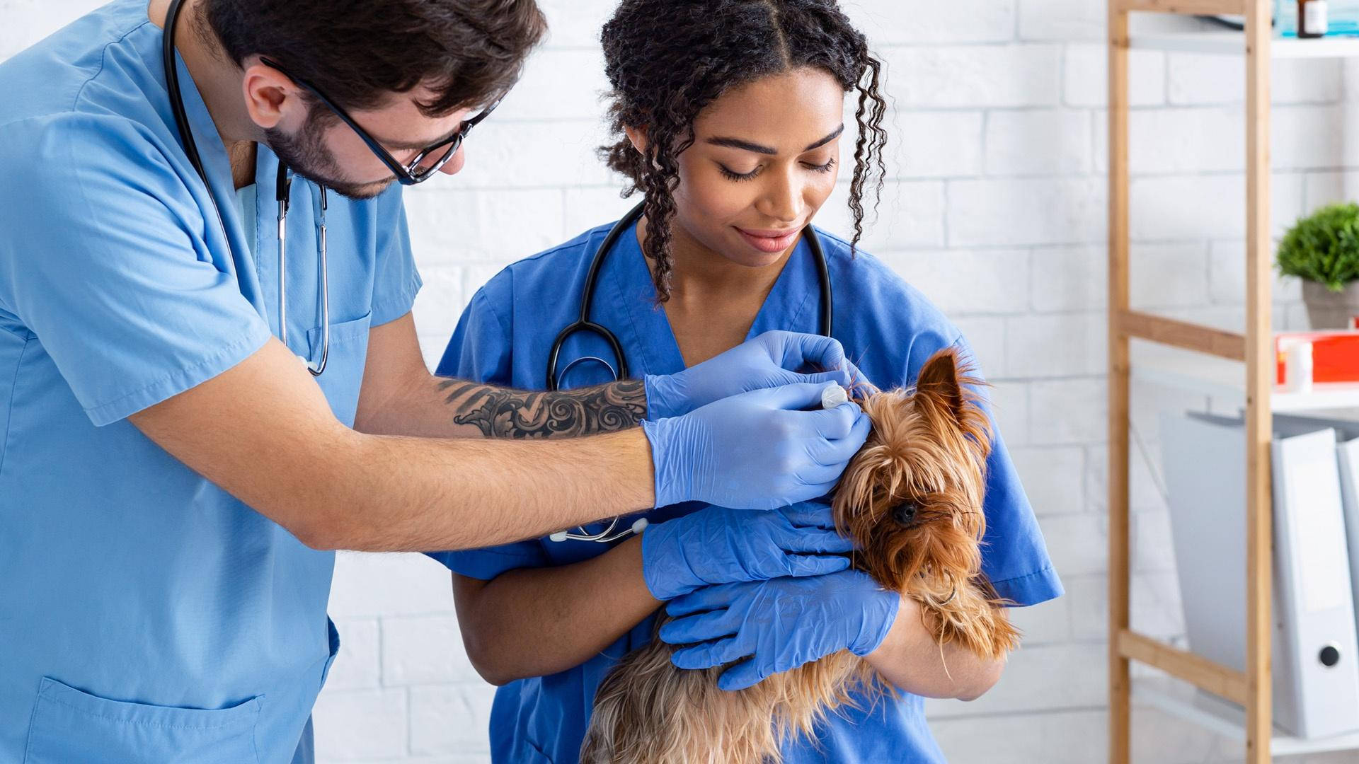 Veterinarians Treating Brown Terrier Background