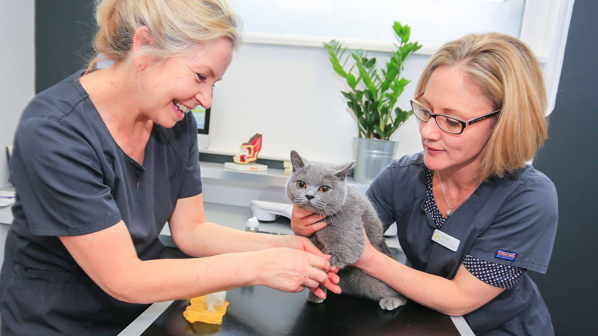 Veterinarians Treating Grey Cat