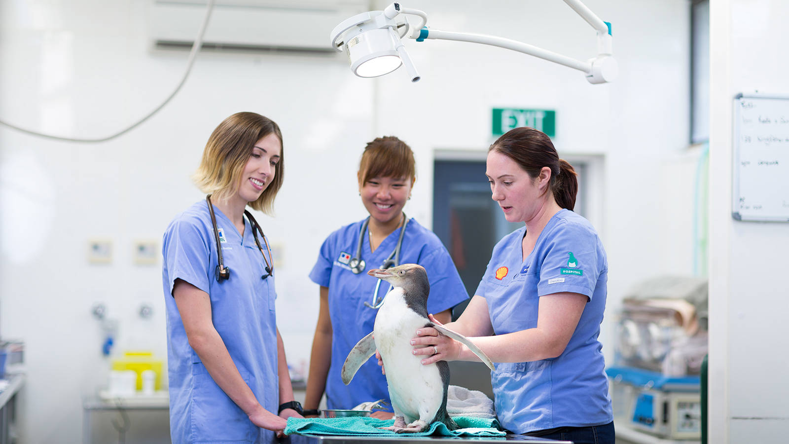 Veterinarians Treating Penguin Background