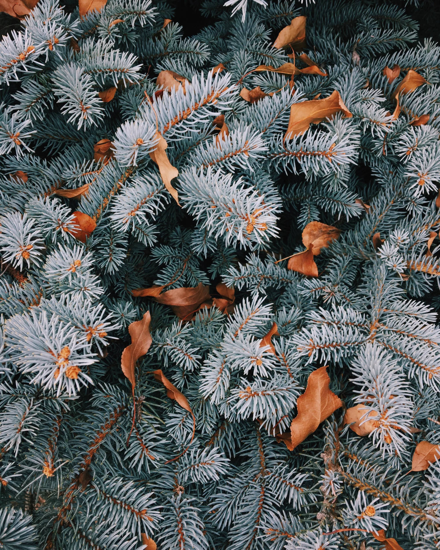 Vibey Christmas Pine Background