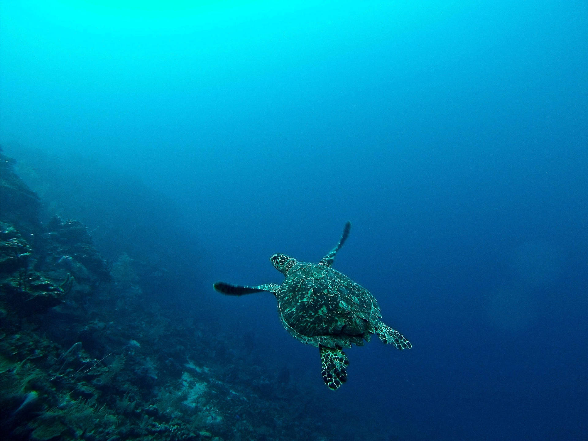 Vibey Deep Sea Turtle