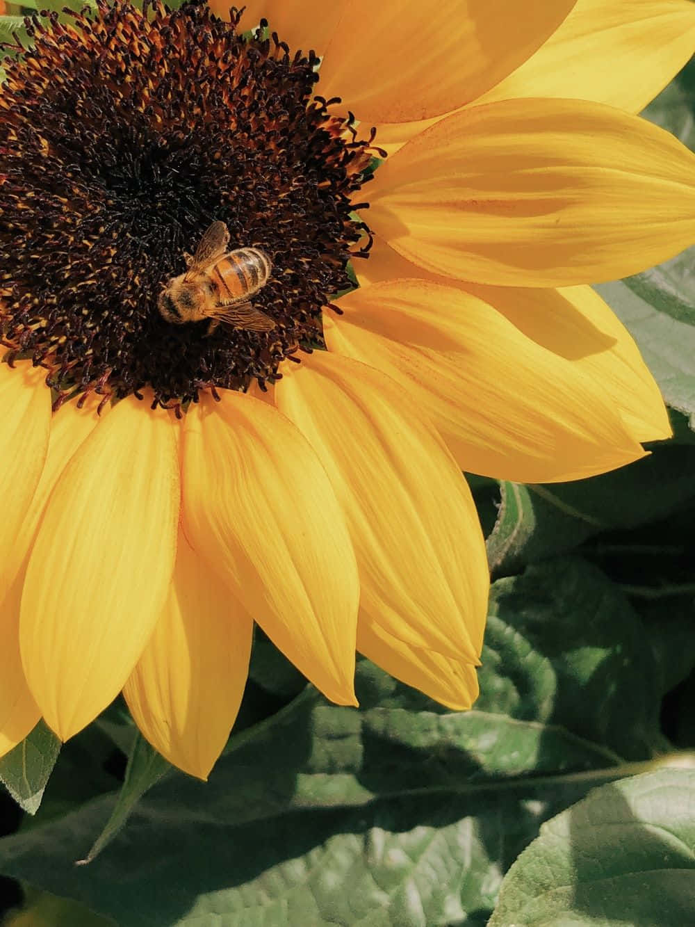 Vibrant Aesthetic Bee Exploring Nature Background