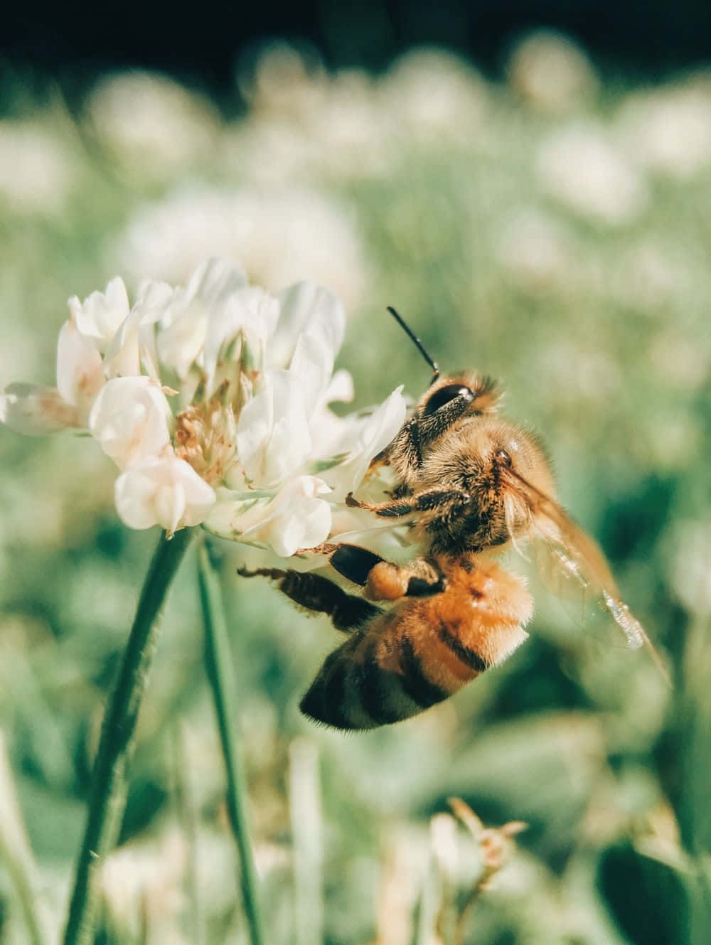 Vibrant Aesthetic Bee Pollinating On A Pink Flower Background