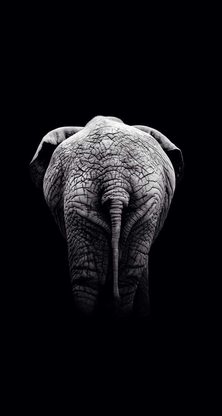 Vibrant African Motif On Iphone Background
