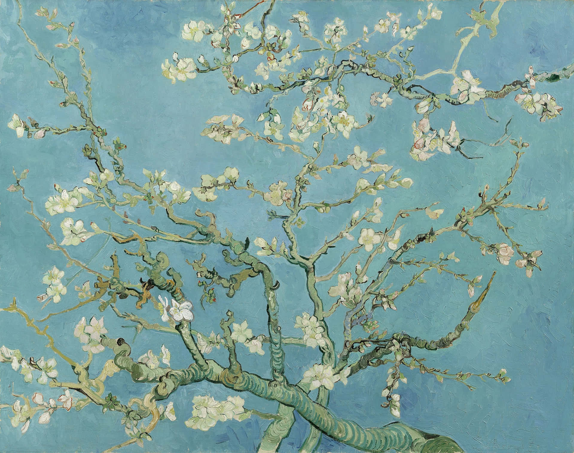 Vibrant Almond Blossoms In Full Bloom By Vincent Van Gogh Background