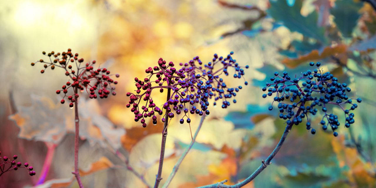 Vibrant And Fresh Elderberry Fruits Background