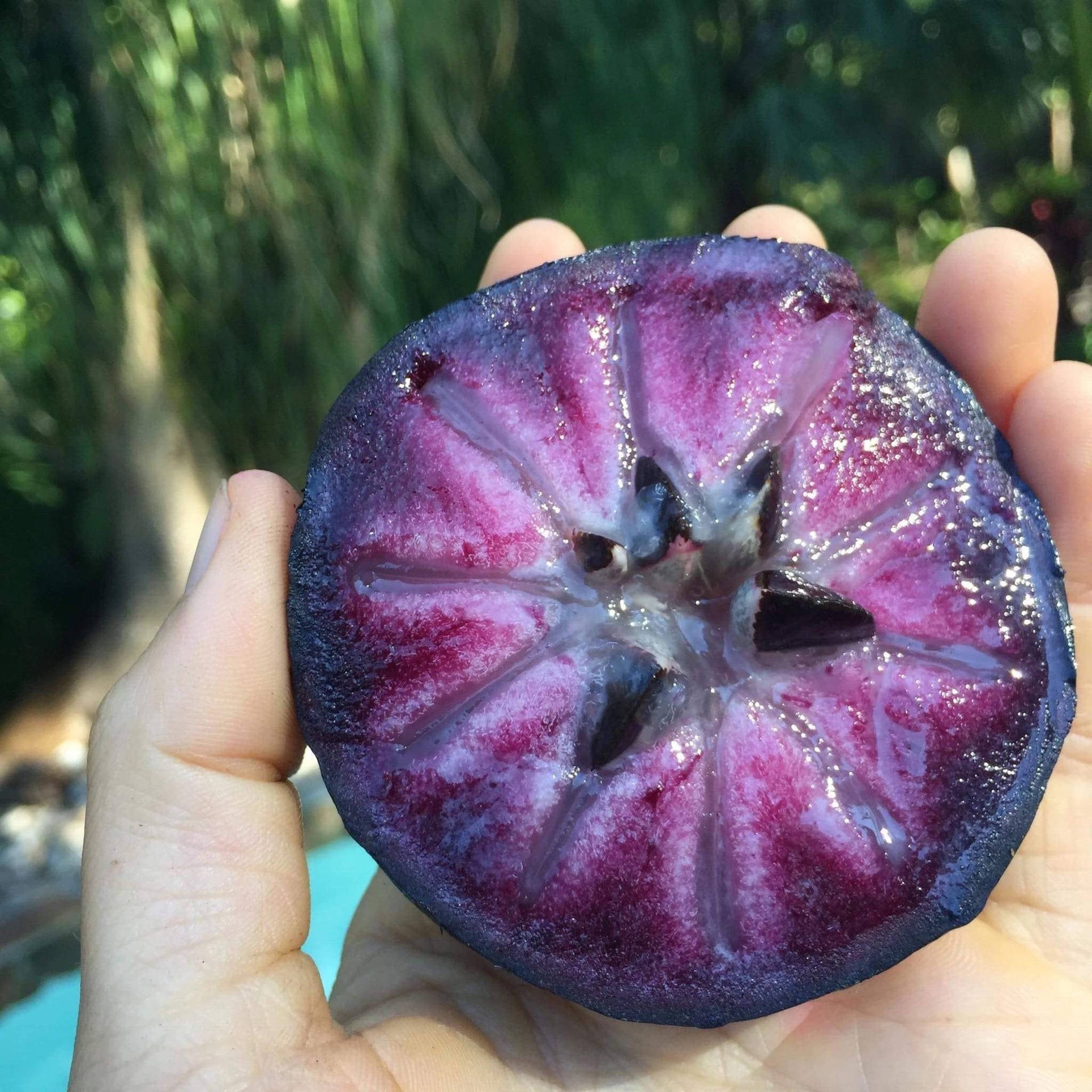 Vibrant And Ripe Star Apple Fruit