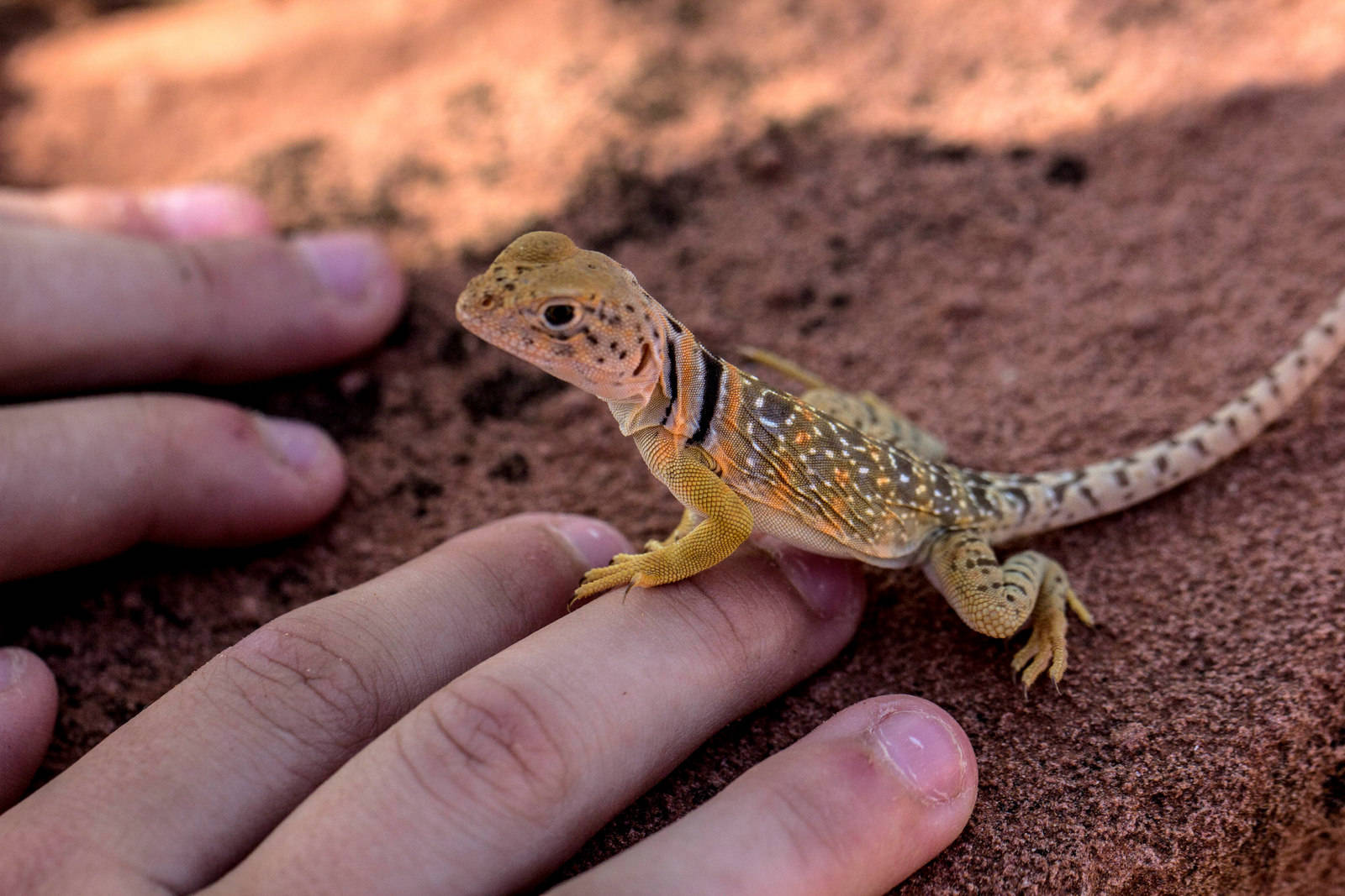 Vibrant And Unique Beauty: A Close-up Shot Of A Small Common Collared Lizard Background