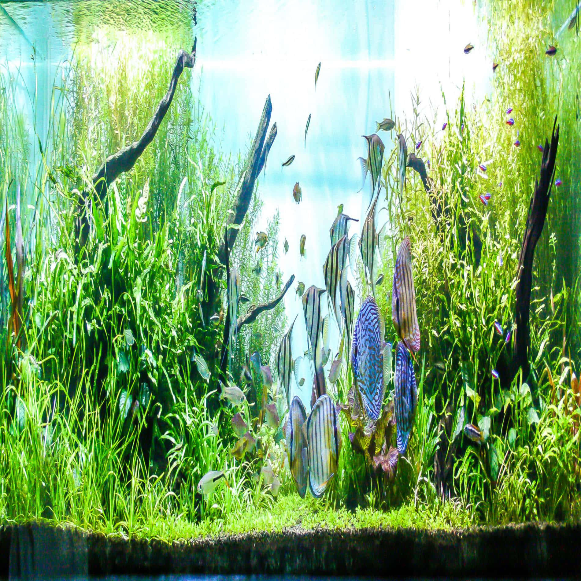 Vibrant Aquarium Fish Tank Background