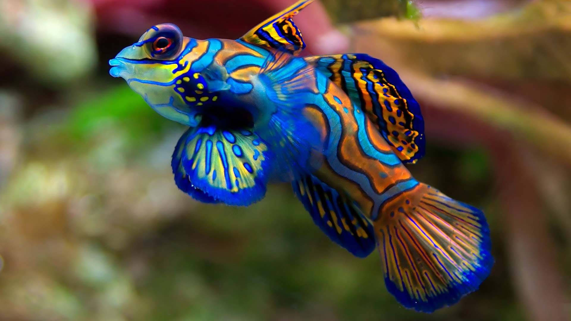 Vibrant Aquatic Fish Background