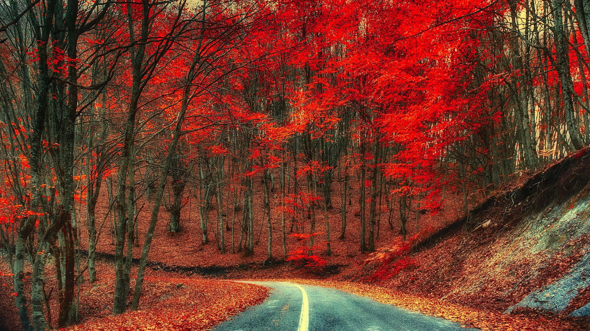 Vibrant Autumn Forest Road.jpg Background