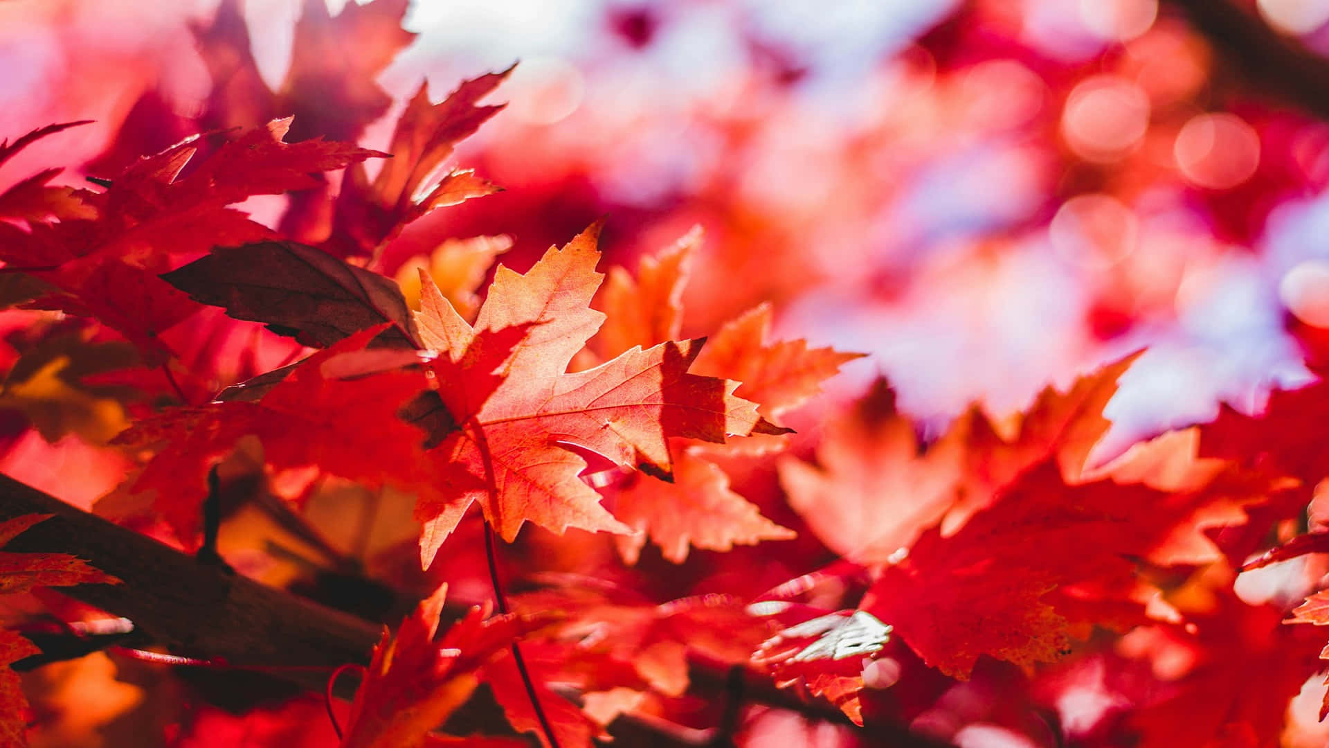 Vibrant Autumn Leaves Backdrop Background