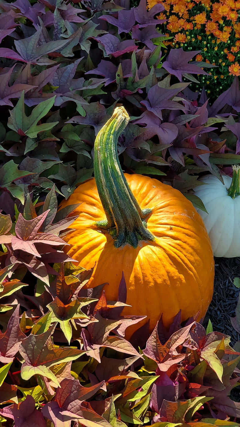 Vibrant Autumn Pumpkin Display.jpg