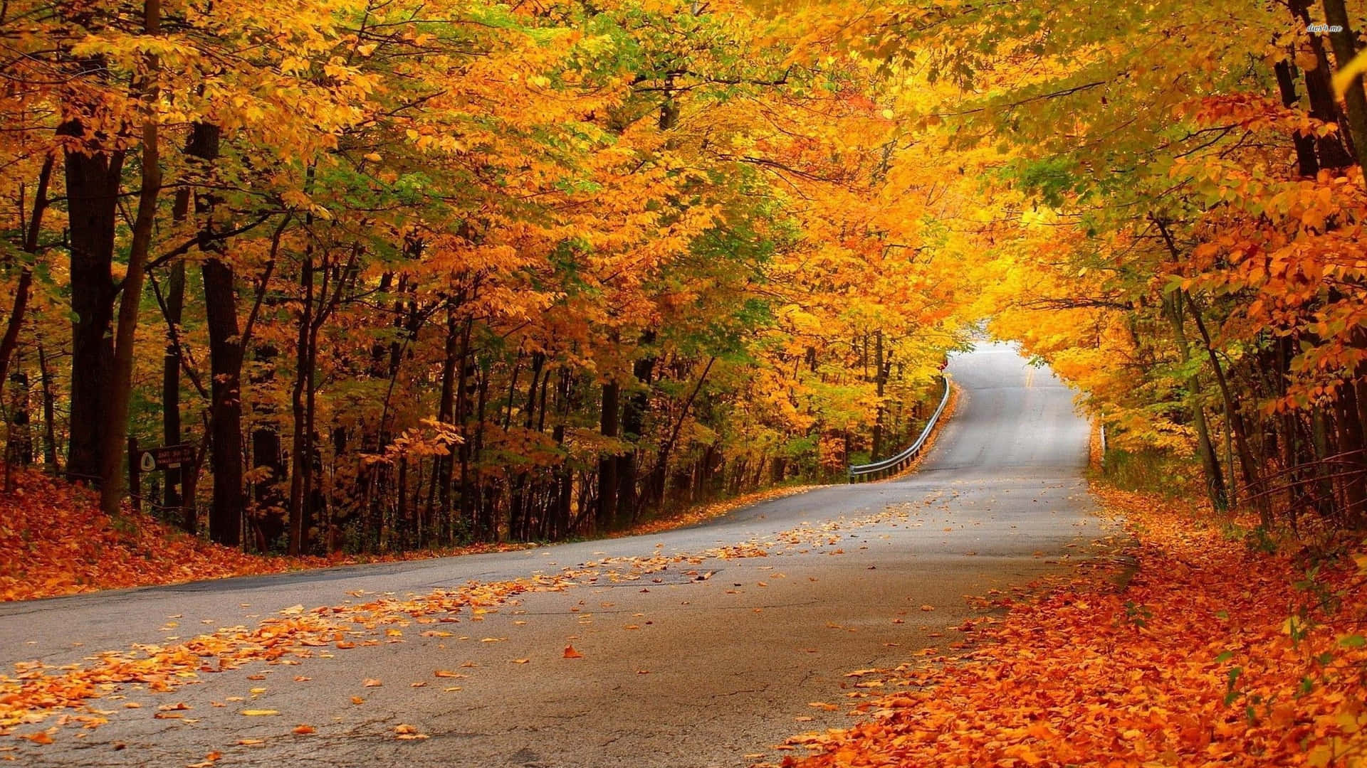 Vibrant Autumn Road Background