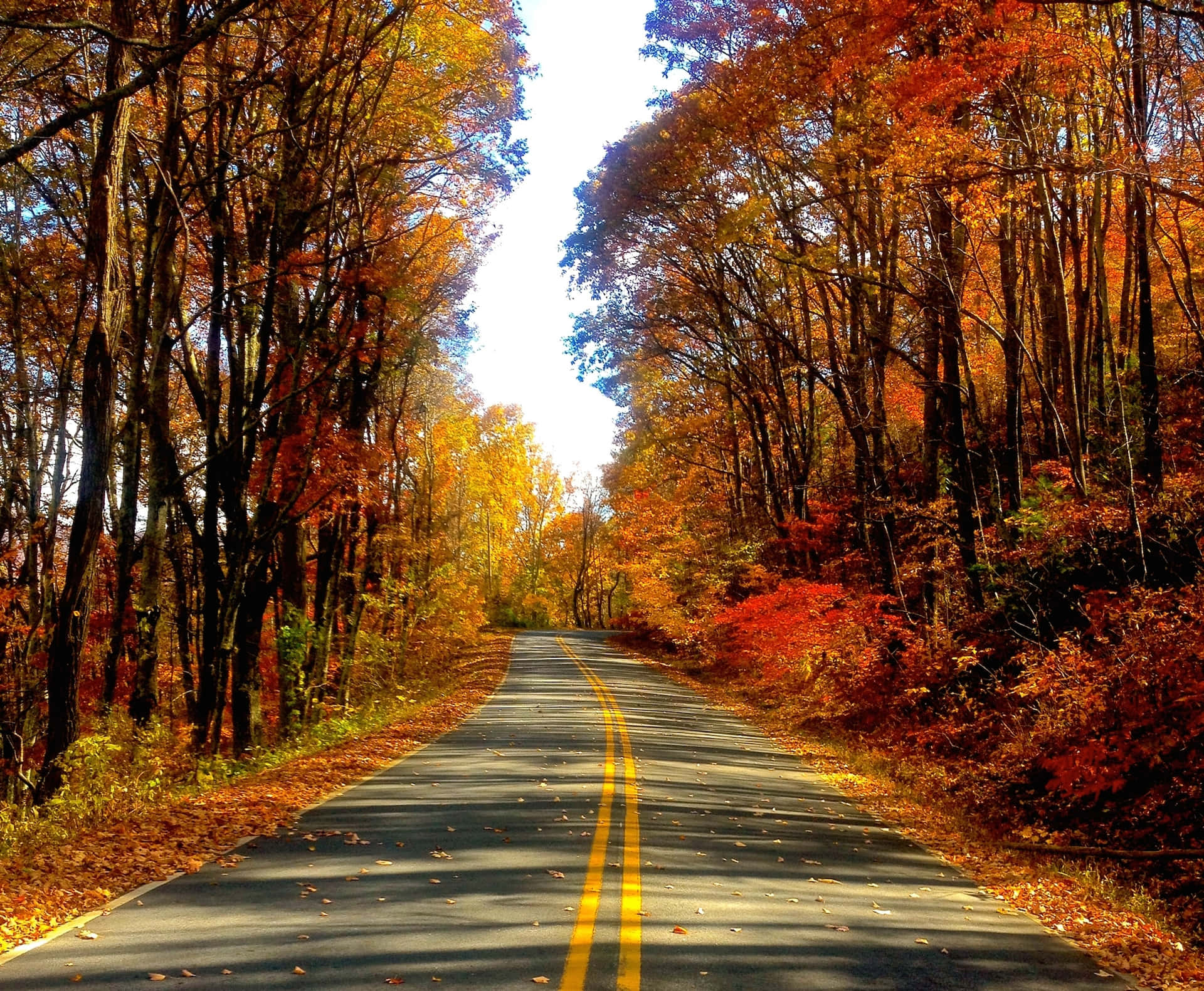 Vibrant Autumn Road Background