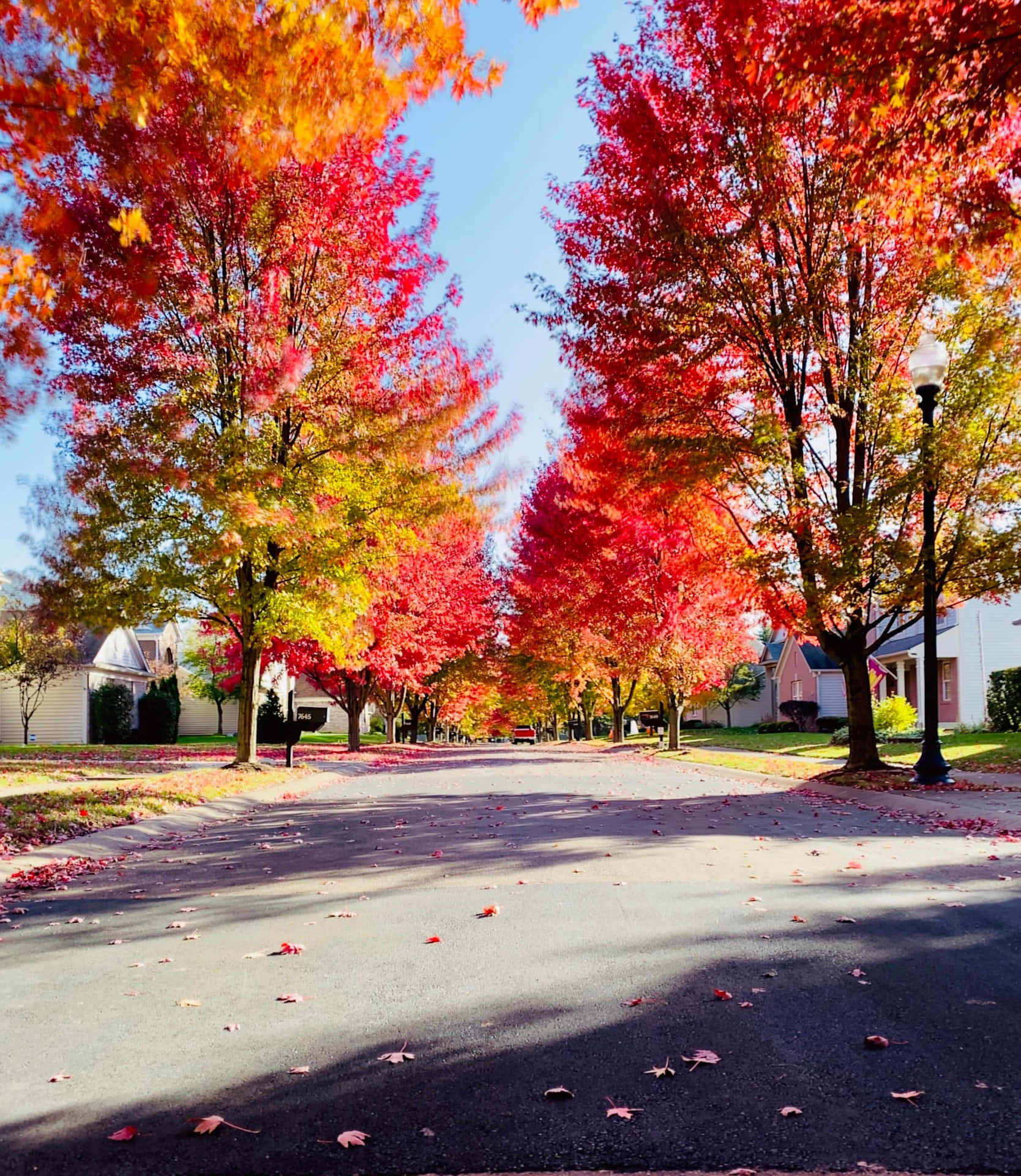 Vibrant Autumn Suburban Street Background