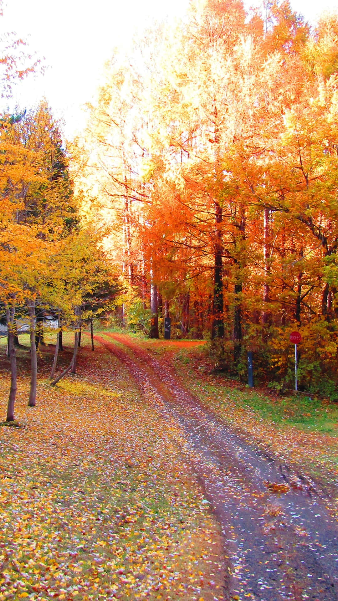 Vibrant Autumnal Colors Paint The Landscape Background