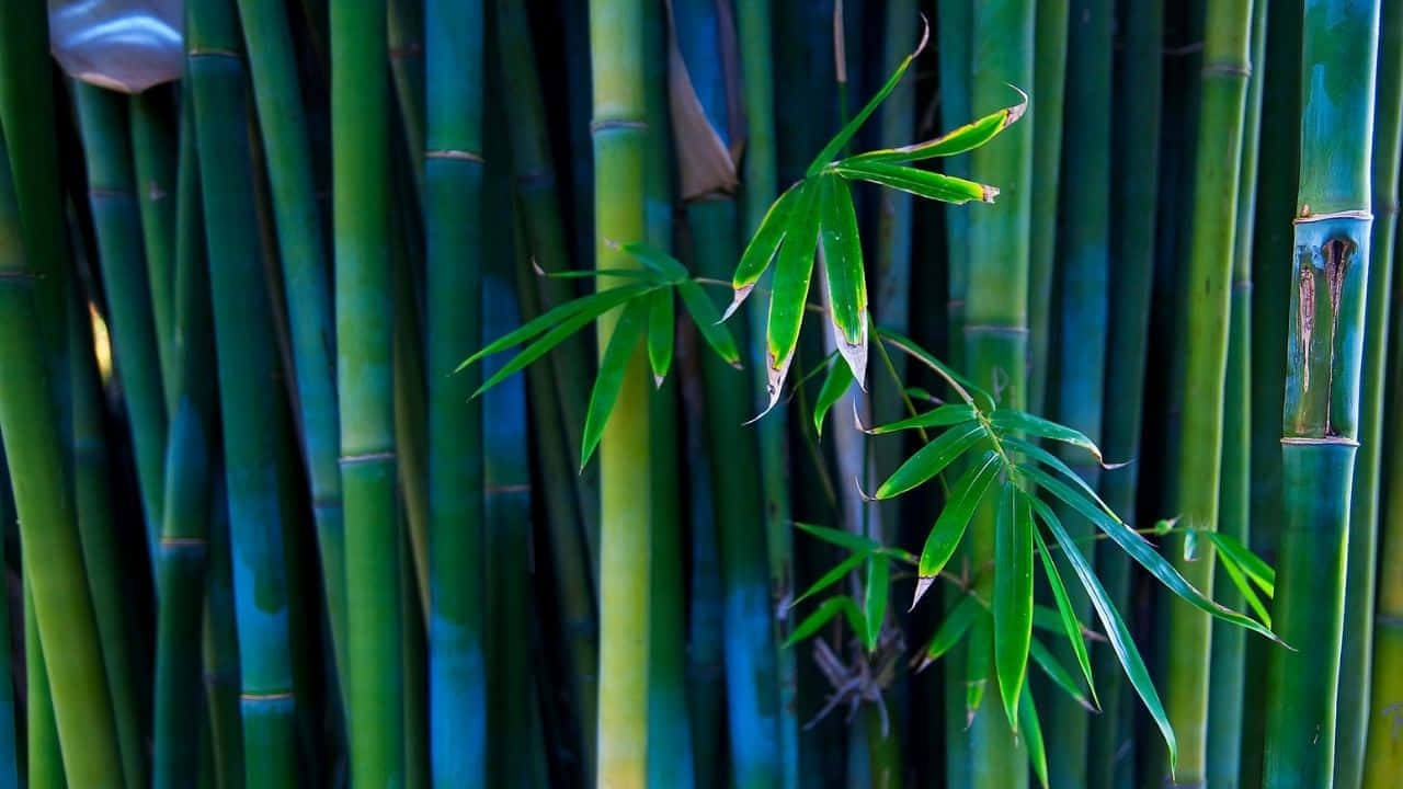 Vibrant_ Bamboo_ Forest_ Closeup.jpg Background