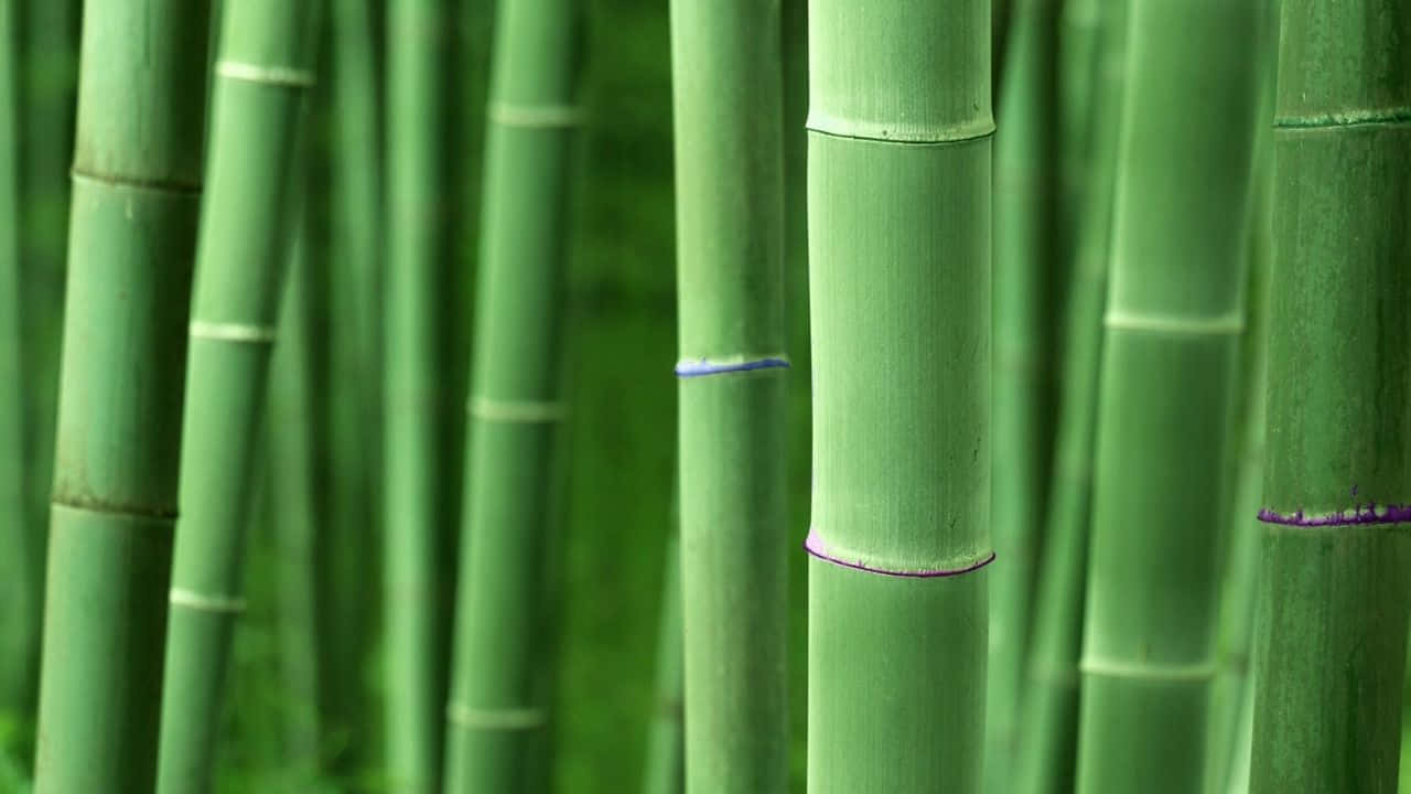 Vibrant_ Bamboo_ Forest_ Closeup.jpg Background