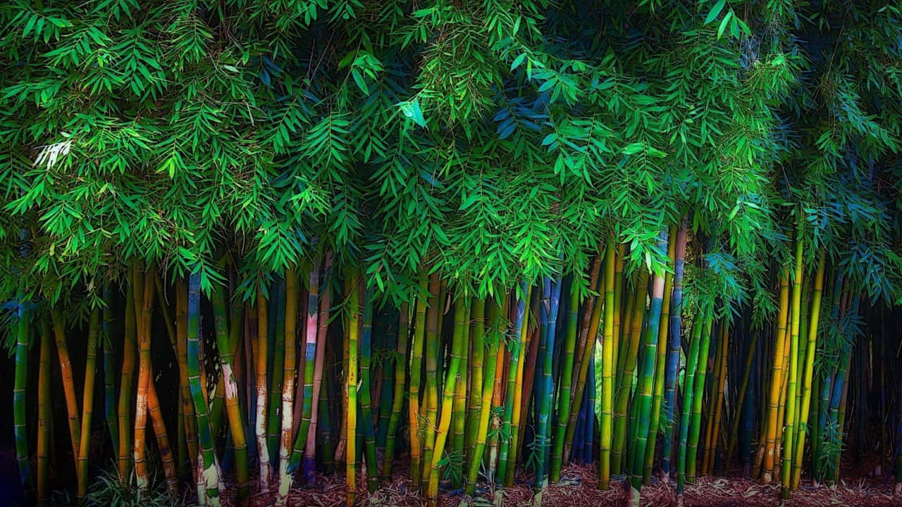 Vibrant_ Bamboo_ Forest_ H D Background