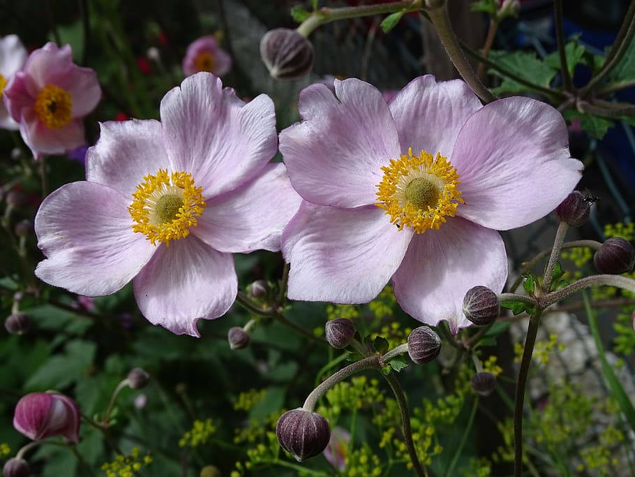 Vibrant Beauty Of Japanese Anemone Flowers Background