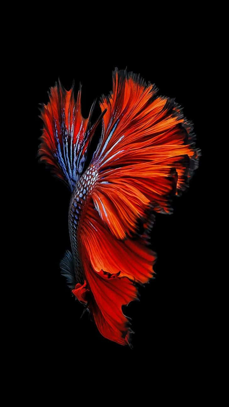 Vibrant Betta Fish Against Black Background.jpg Background