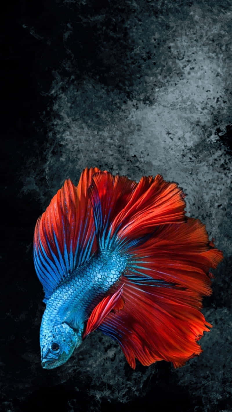 Vibrant Betta Fish Against Dark Backdrop.jpg Background