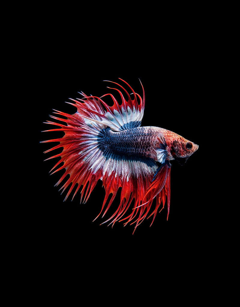 Vibrant Betta Fish Black Background.jpg