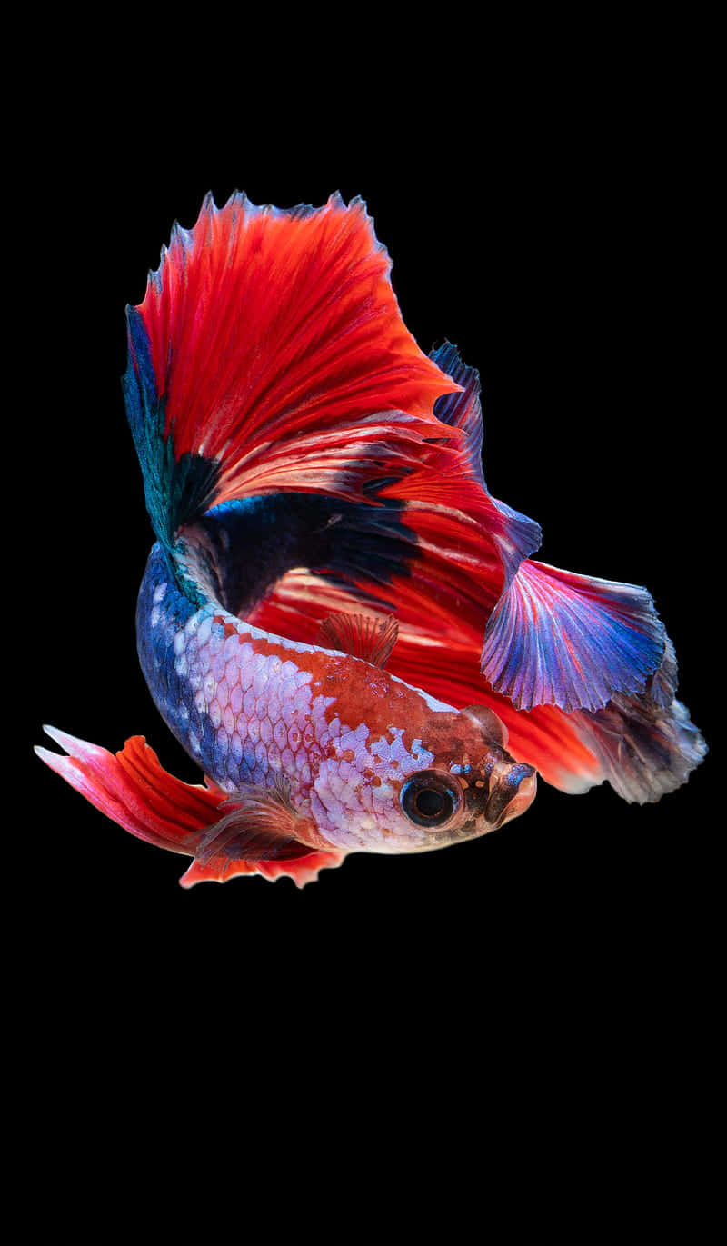 Vibrant Betta Fish Black Background Background