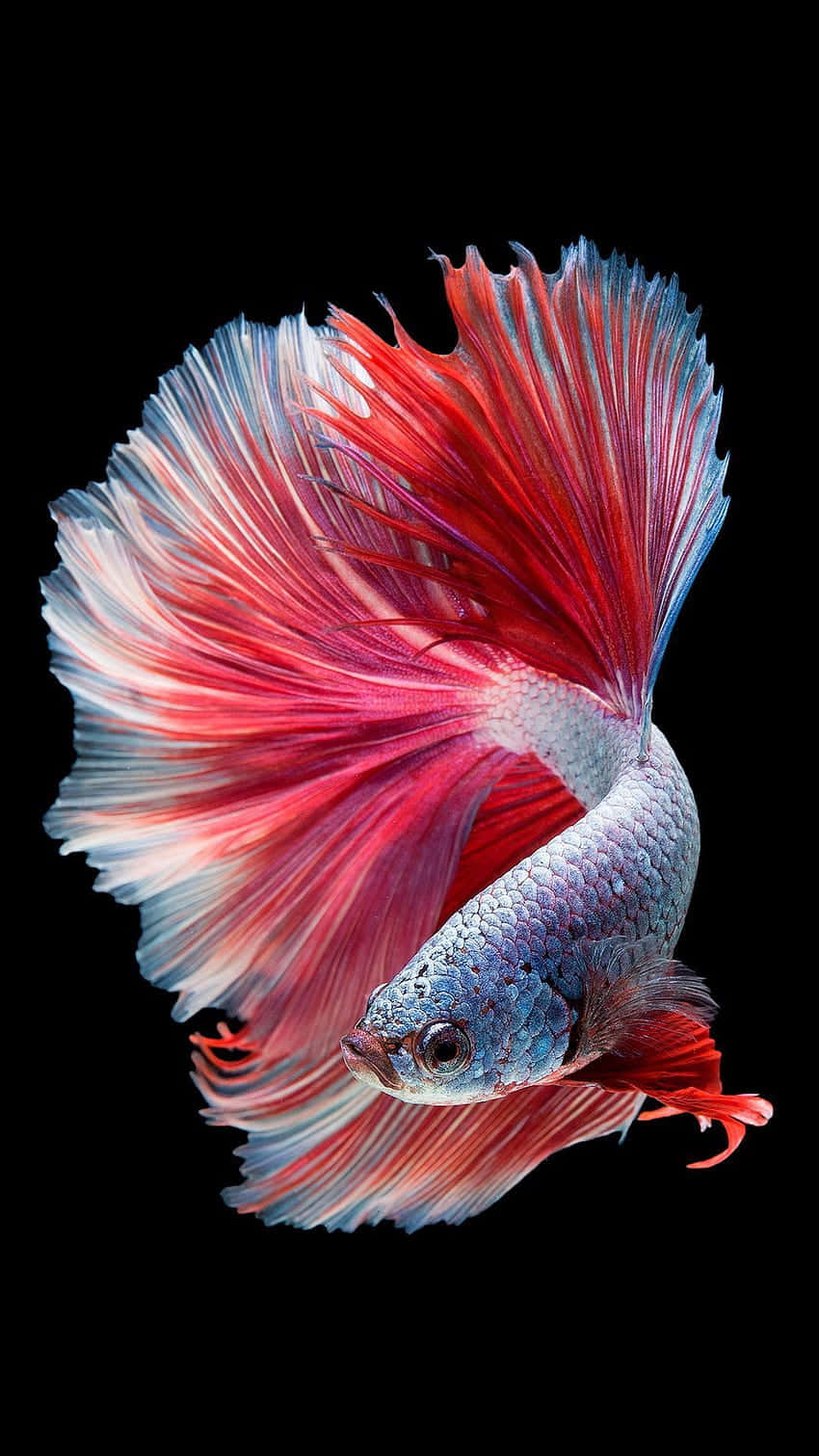 Vibrant_ Betta_ Fish_ Display.jpg Background