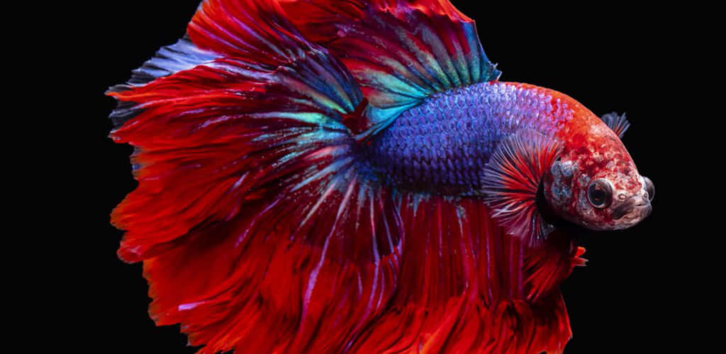 Vibrant_ Betta_ Fish_ Display.jpg