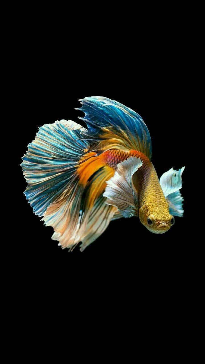 Vibrant Betta Fish Display Background