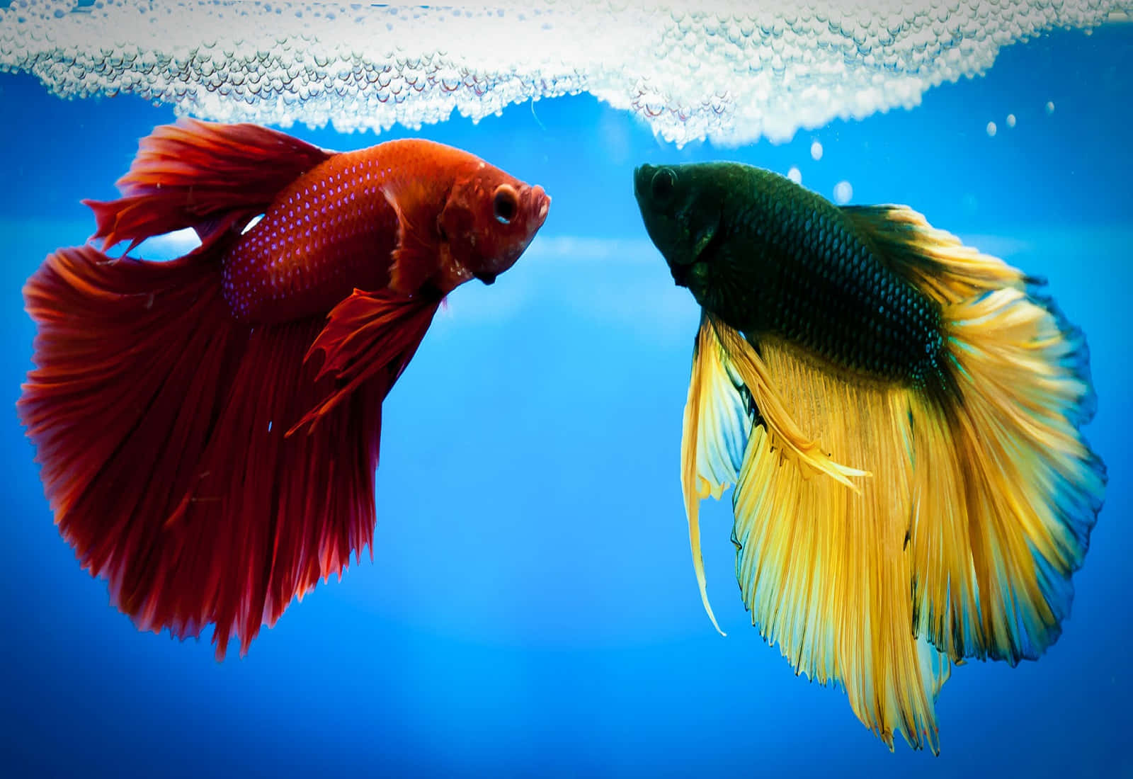 Vibrant Betta Fish Duo.jpg