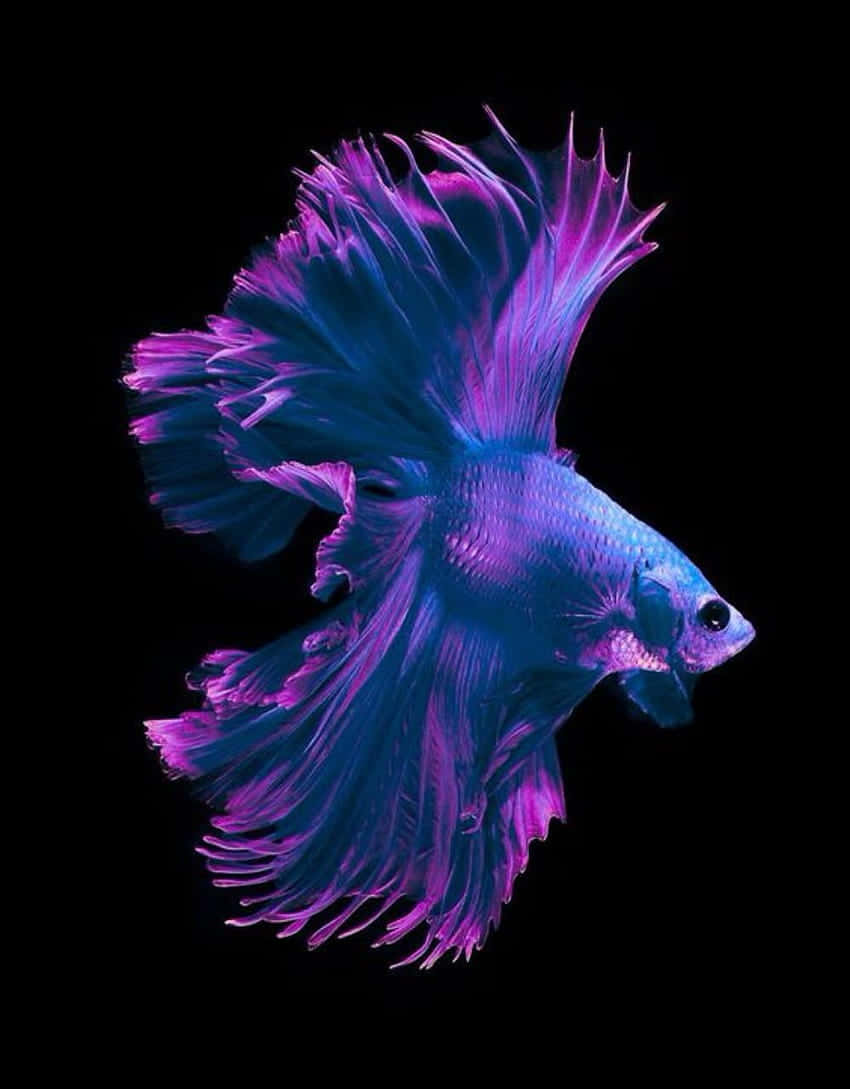 Vibrant Betta Fish In Motion.jpg Background