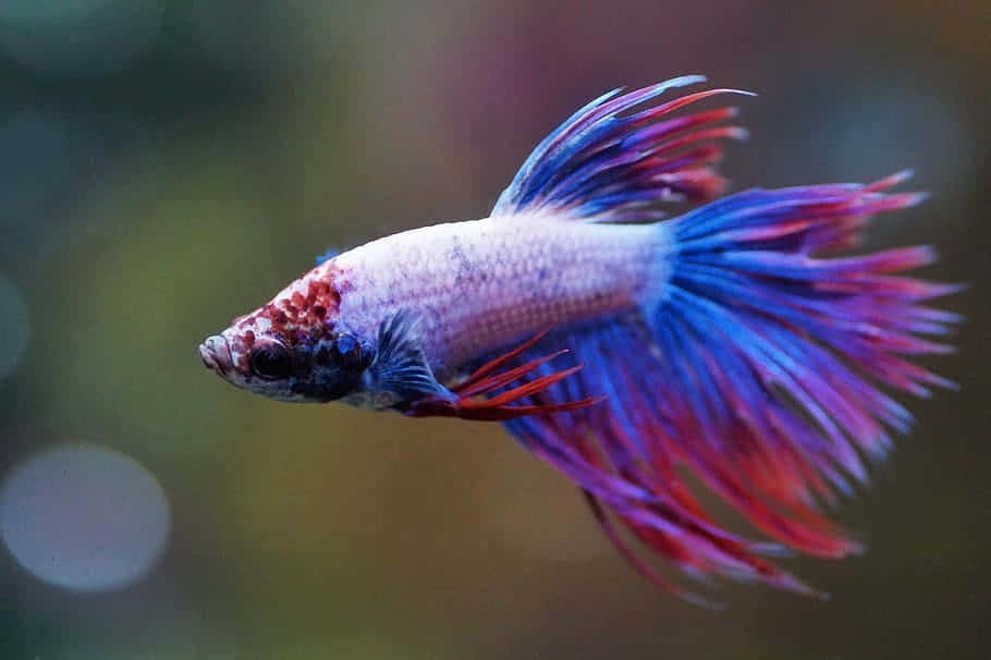 Vibrant Betta Fish Swimming Background