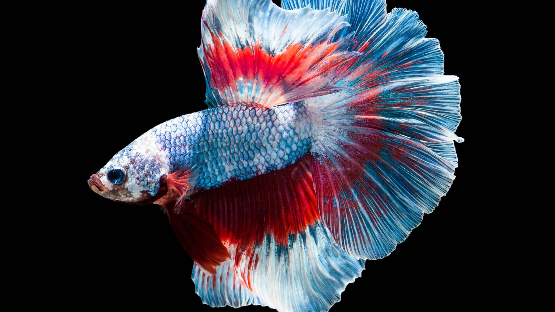 Vibrant Betta Fish Swimming Background