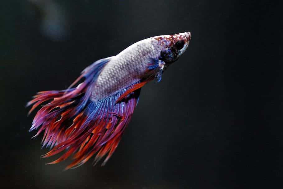 Vibrant Betta Fish Swimming Background