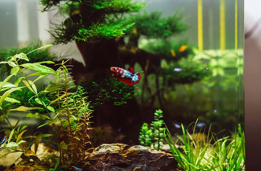 Vibrant Betta Fishin Aquarium