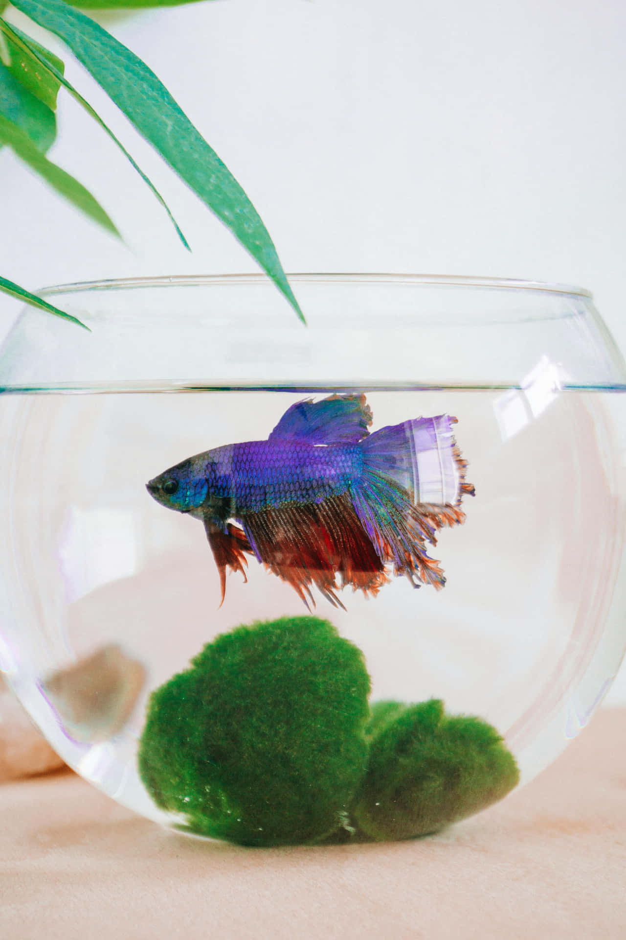 Vibrant Betta Fishin Bowl