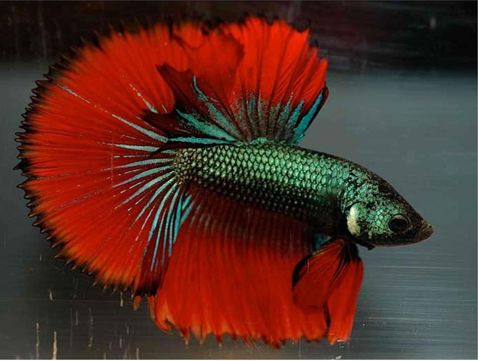 Vibrant Betta Splendens Background