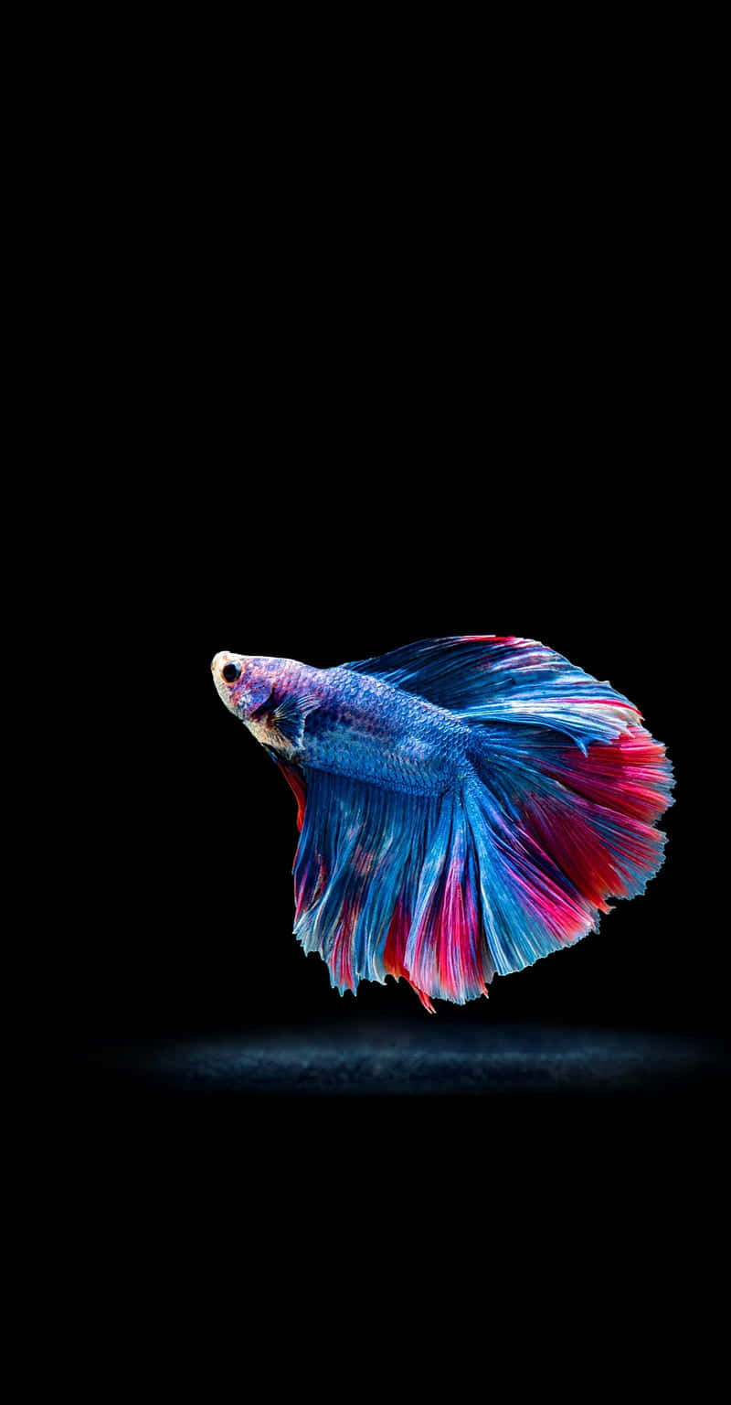 Vibrant Betta Splendens Display Background