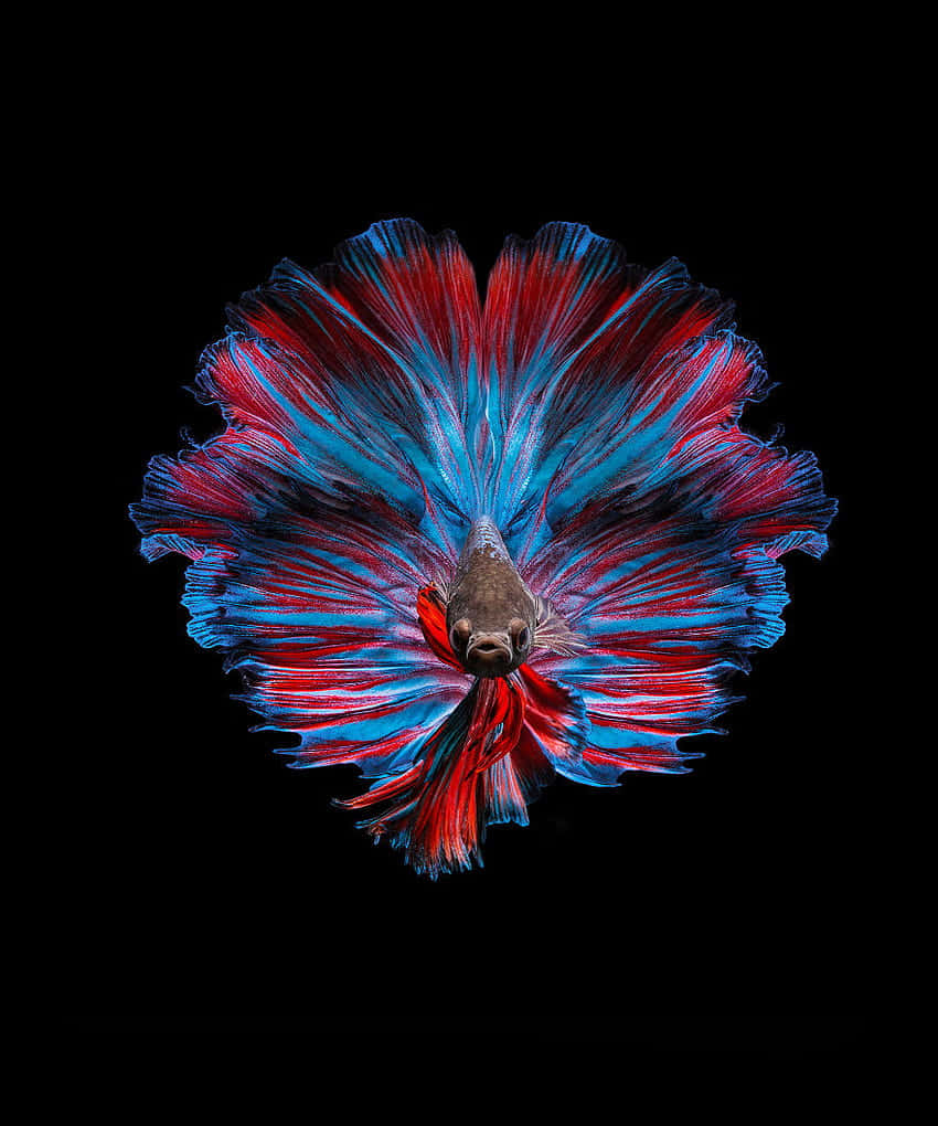 Vibrant Betta Splendens Display