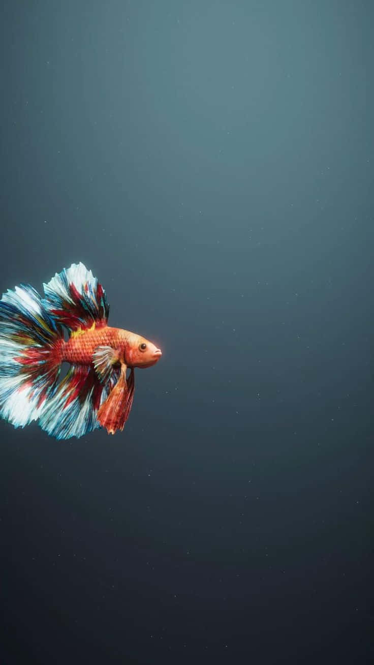 Vibrant Betta Swimming Dark Background