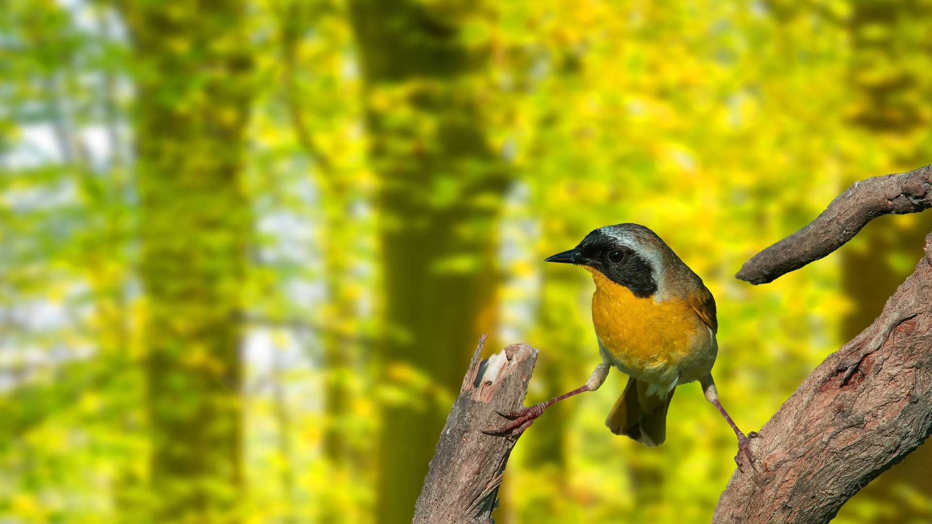 Vibrant_ Bird_ Amidst_ Spring_ Foliage_4 K_ U H D Background