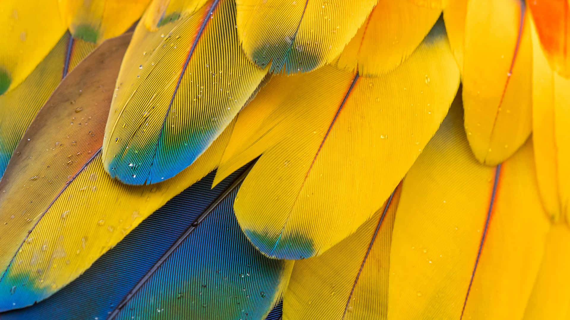 Vibrant Bird Feathers Closeup Background