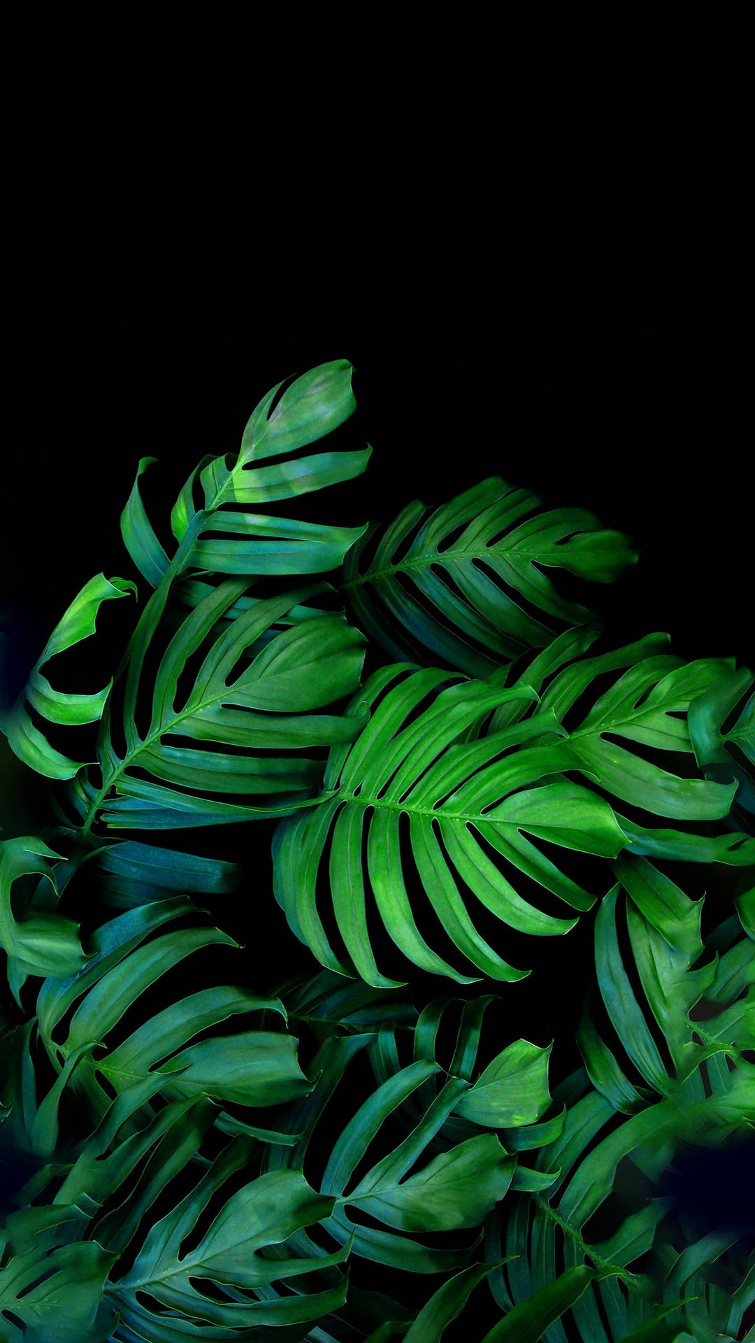 Vibrant Black And Green Palm Leaves Background